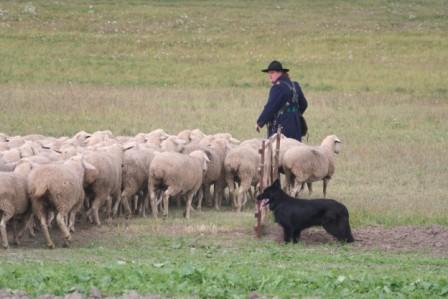 Riko Nöller mit Hund und Herde an der Brücke