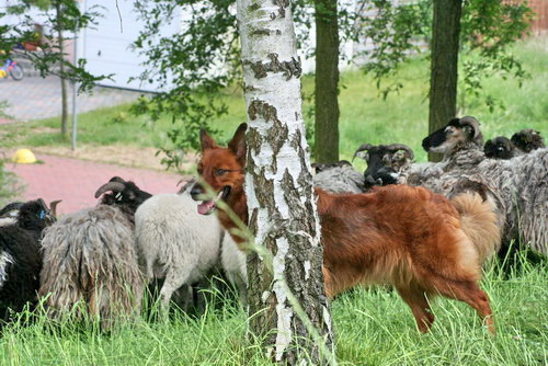 Harzer Fuchs vor Heidschnucken. Harzer Fuchs vor einer Heidschnuckenherde in einem Birkenwaeldchen