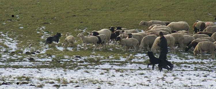 Stimmungsbild mit Schäfer und Herde im Winter