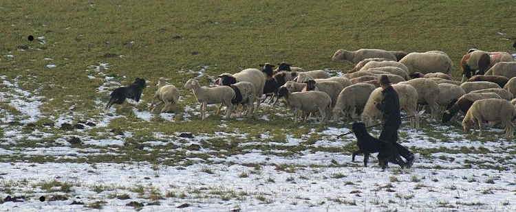 Stimmungsbild mit Schäfer und Herde im Winter