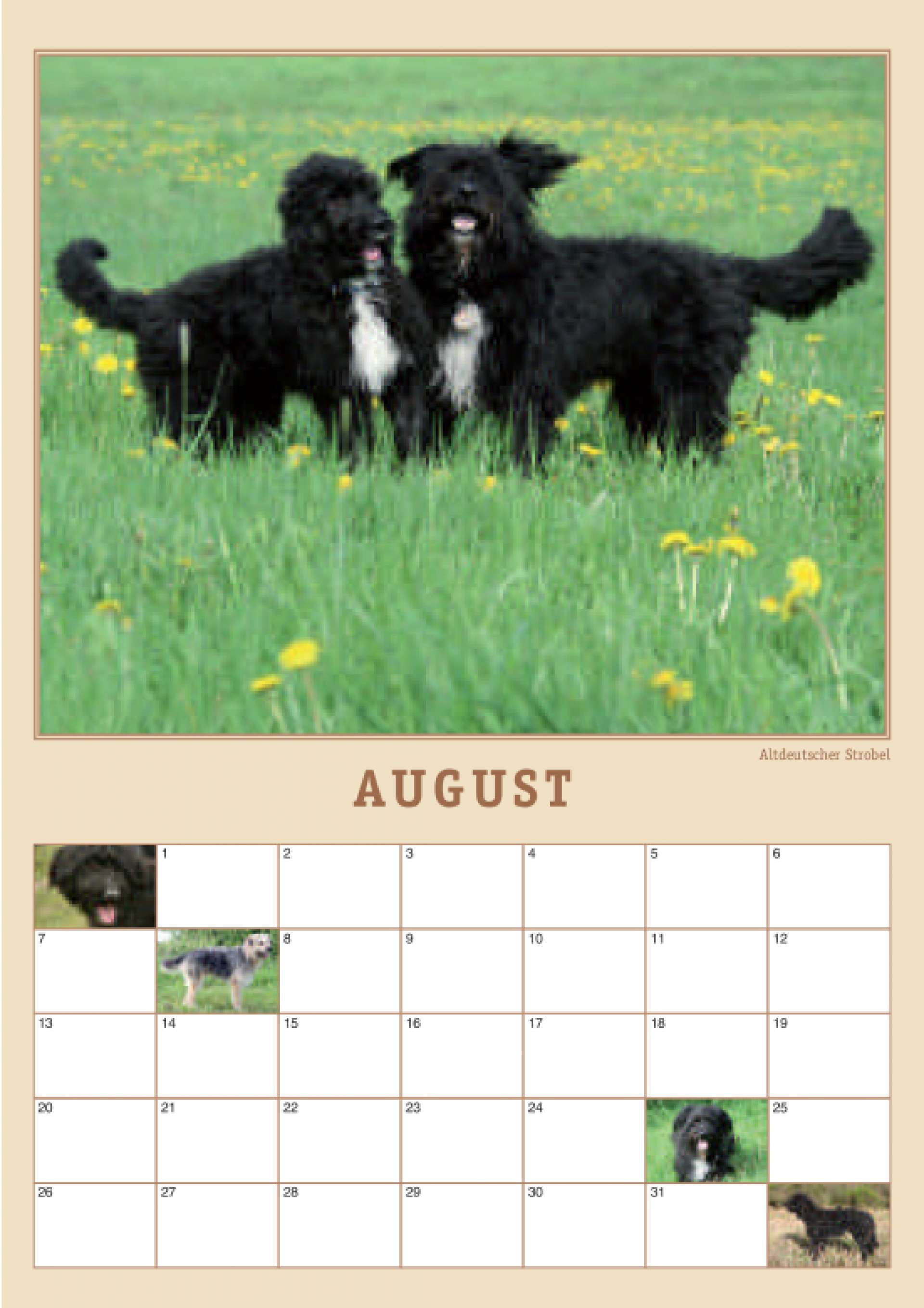 AAH-Kalender, Blatt August mit Strobeln