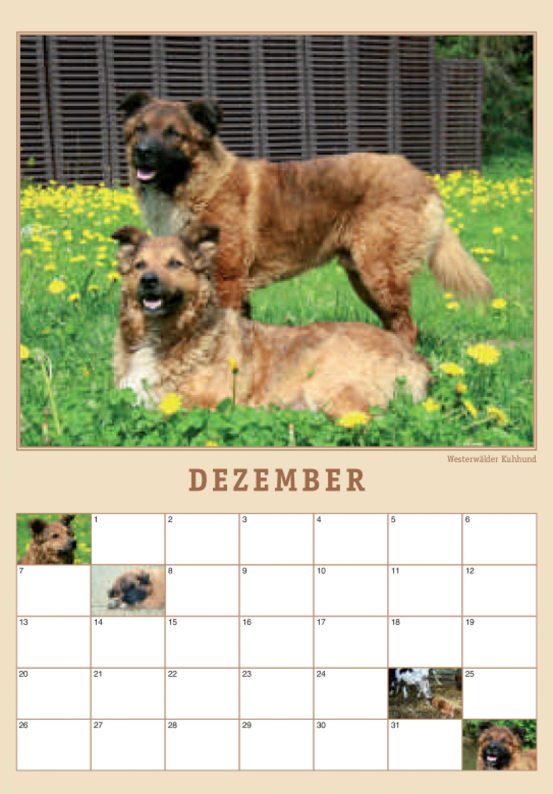 AAH-Kalender, Blatt Dezember mit zwei Westerwälder Kuhhunden