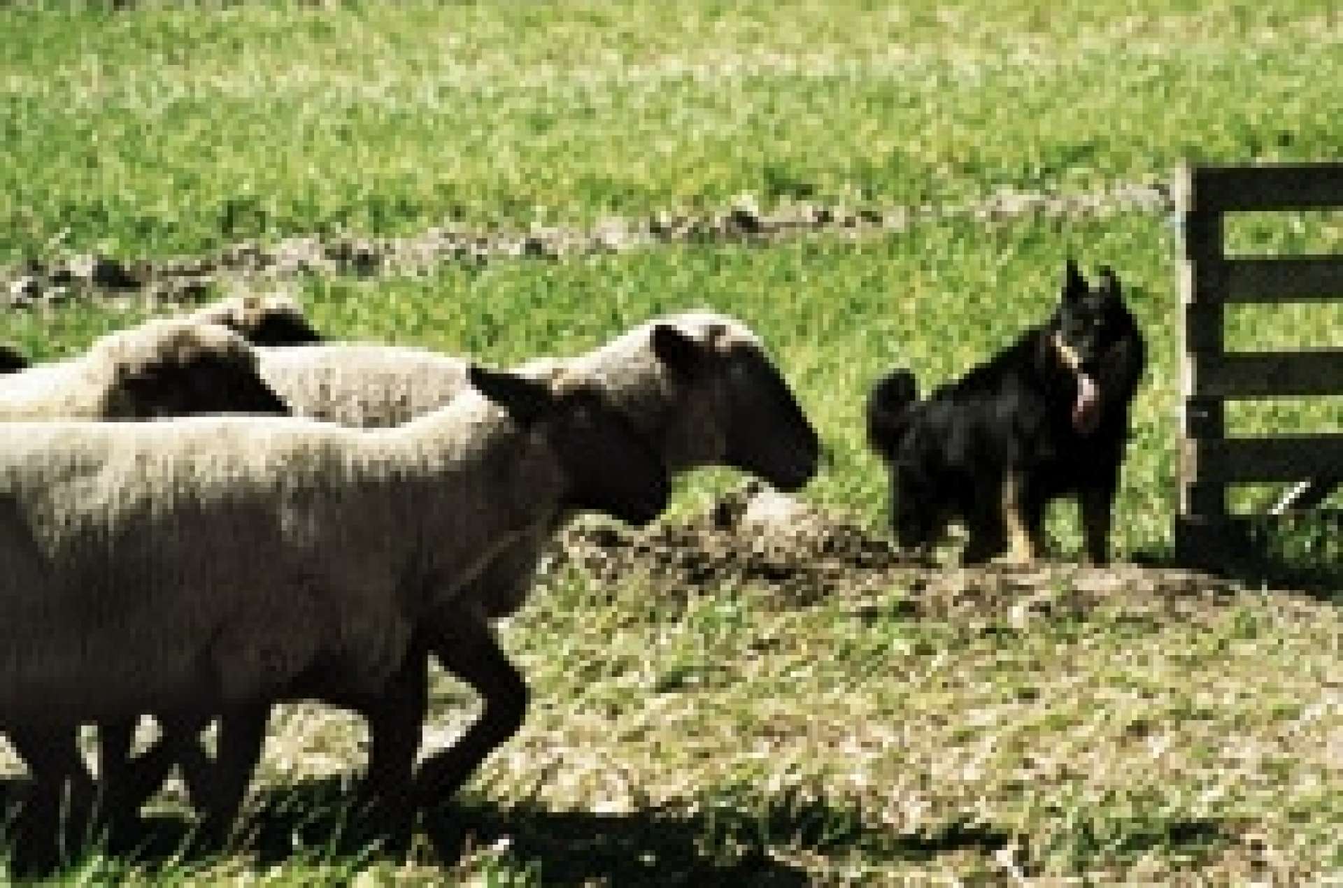 Beim Einpferchen der Schafherde, Gelbbacke wehrt am Pferch